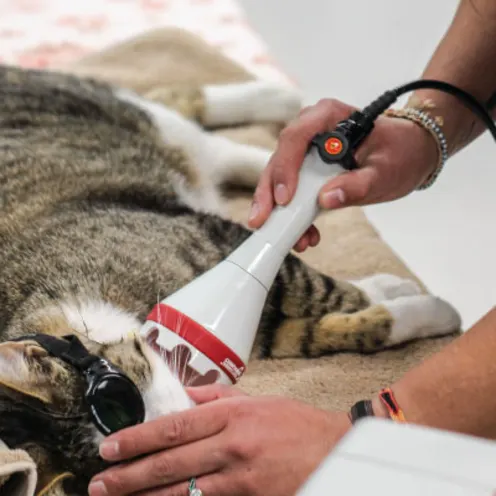 Cat getting laser therapy